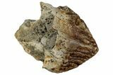 Unworn Fossil Dinosaur (Triceratops) Tooth Crown - Montana #352050-1